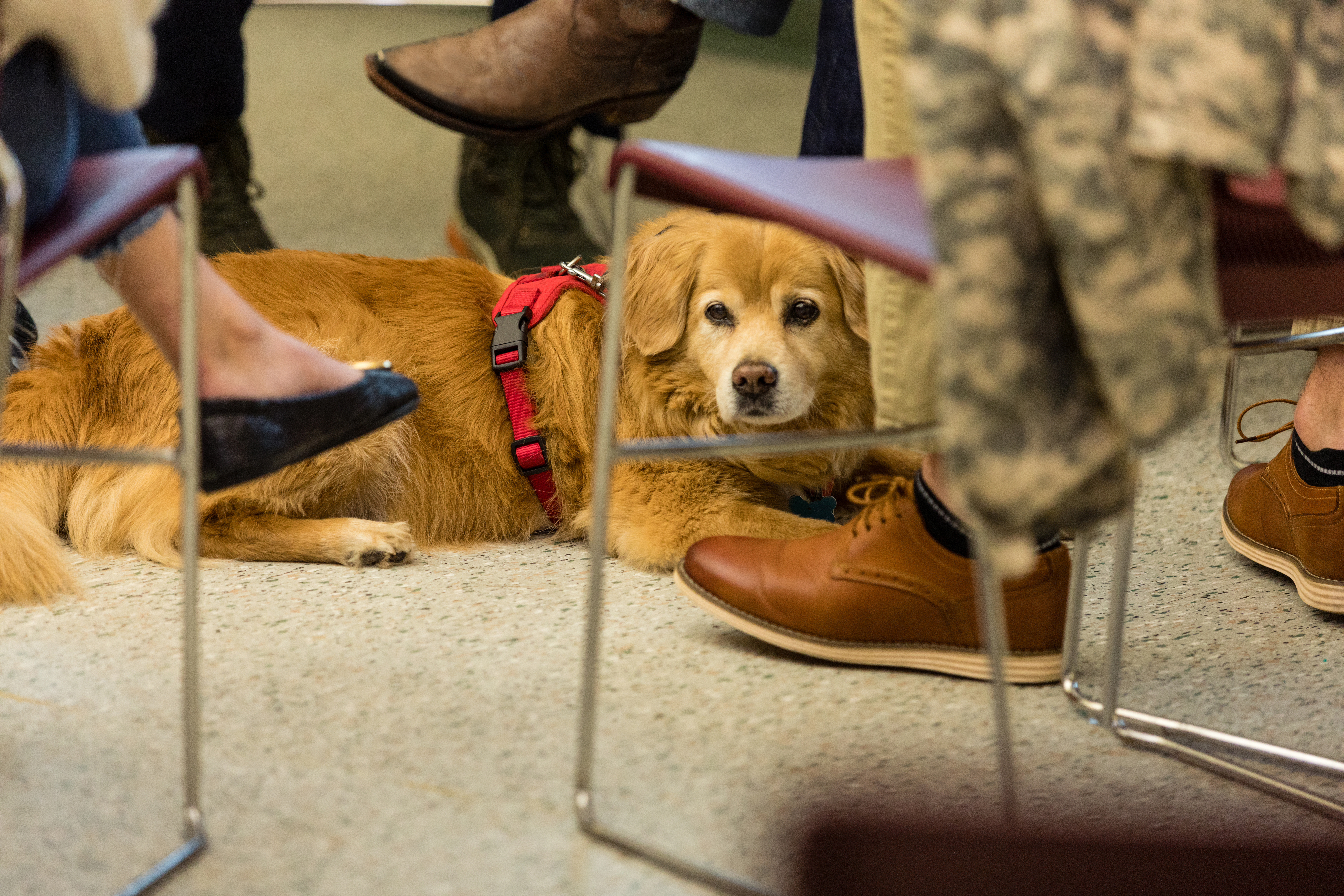 🇺🇸 Veterans Day Tribute: Honoring All Who Served