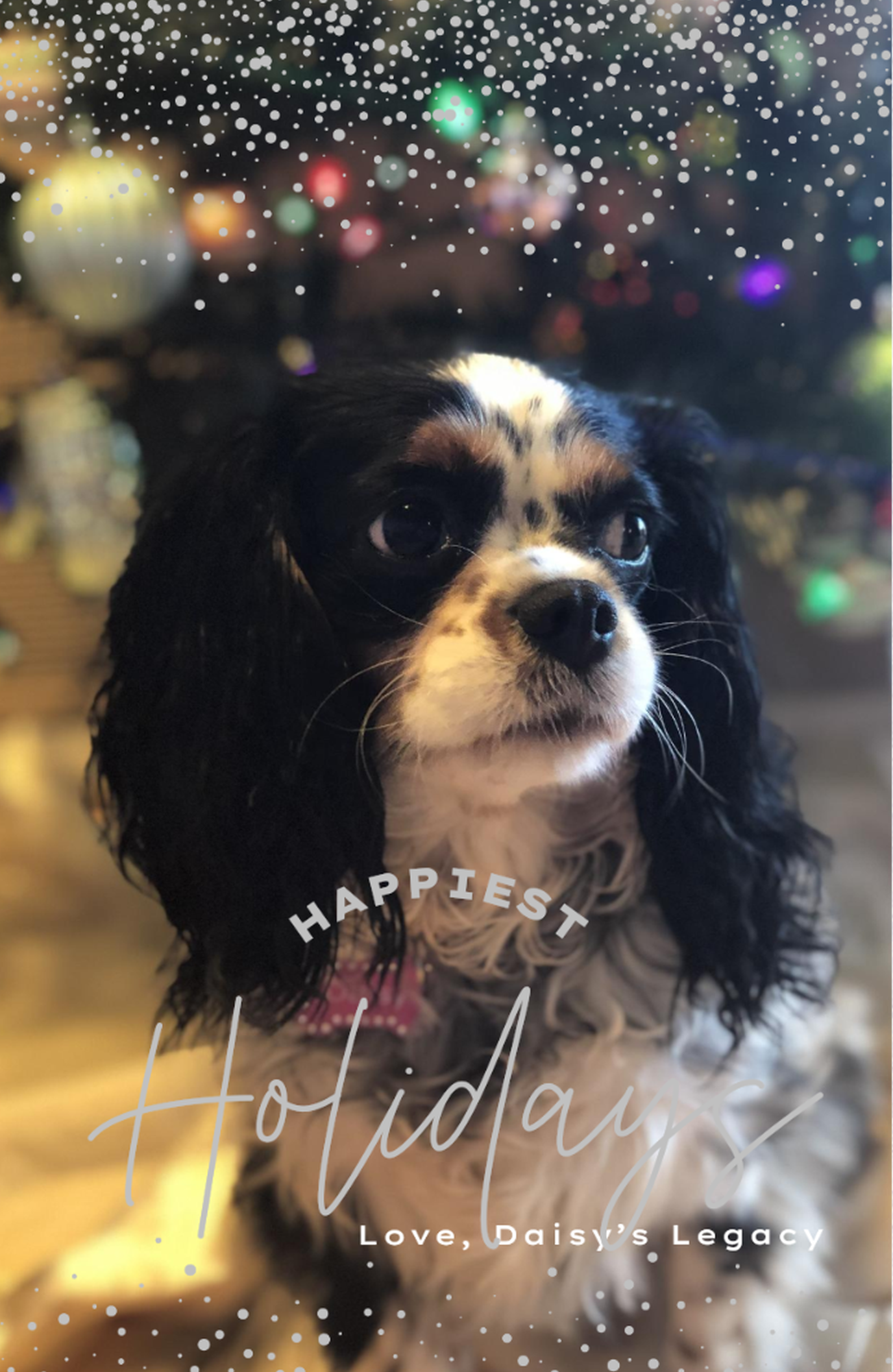 Thank You for Braving the Cold & Supporting Rescue Dogs 💛